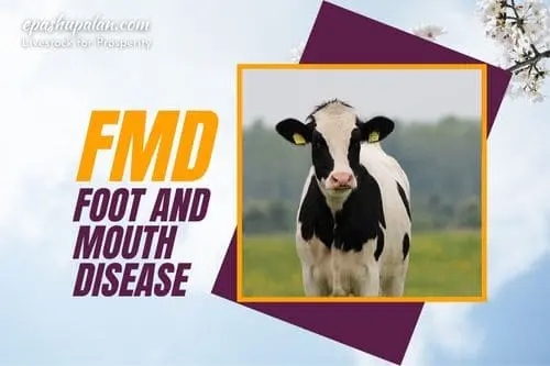 FMD disease in Ruminants