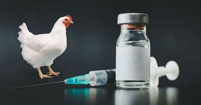 Vaccines in Poultry