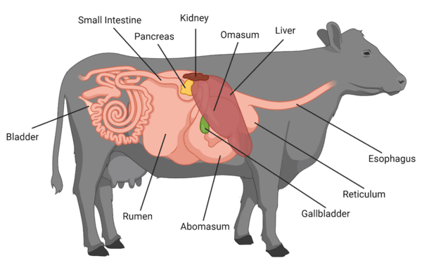 Anatomy of Ruminant