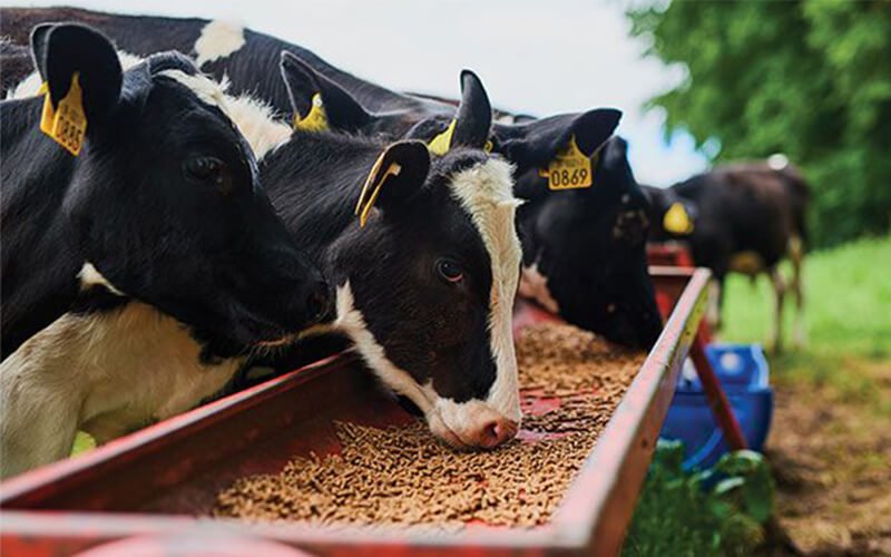 Cattle nutrition