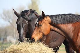 Equine nutrition