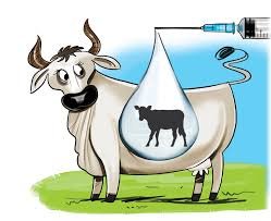 artificial insemination in cattle