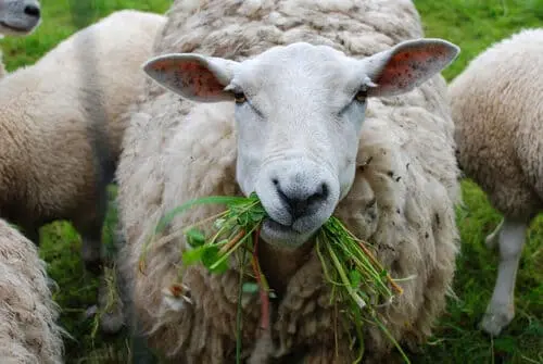 Sheep and Goat nutrition