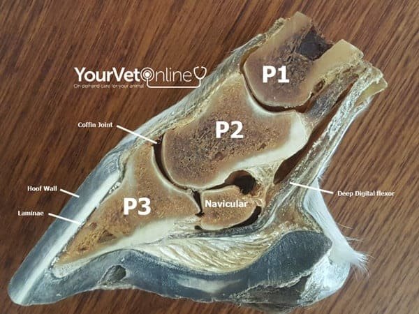 laminitis in horses